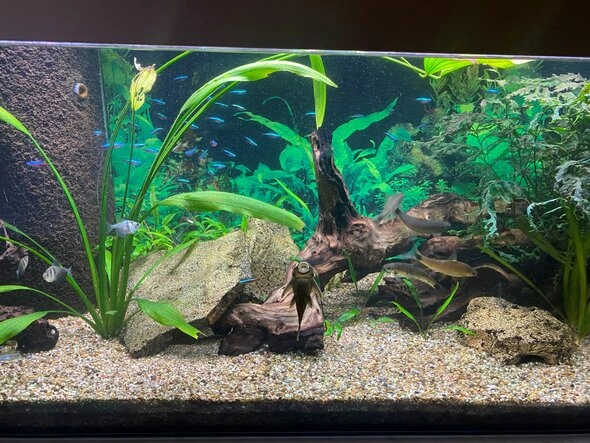 Fische in einem Aquarium