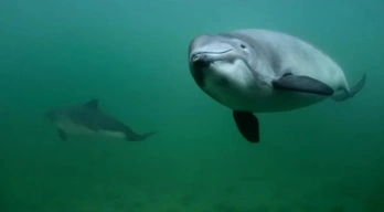 Schweinswale Greenpeace