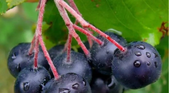 Aronia Frucht