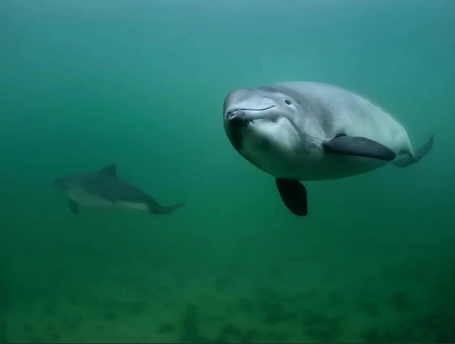 Schweinswale Greenpeace